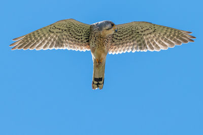 Low angle view of eagle flying against clear blue sky