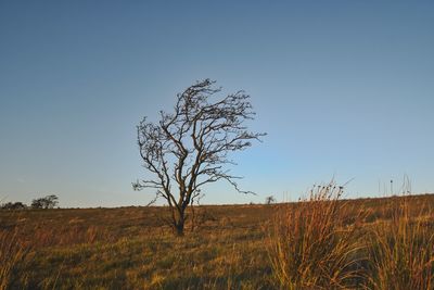 Bare tree on landscape against clear blue sky