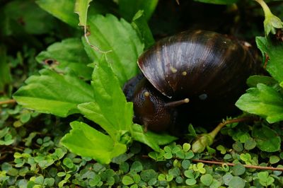 Close-up of snail on plant