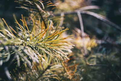 Close-up of pine tree on field