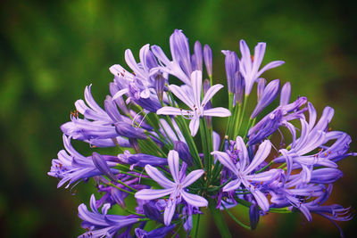 Close-up of purple flowers