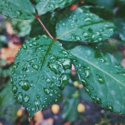 Close-up of wet plant