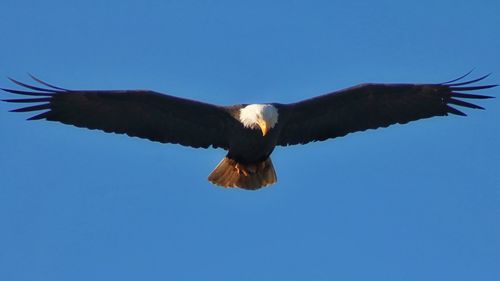 Low angle view of eagle flying against clear blue sky