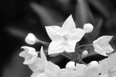 Close-up of white flowers blooming outdoors