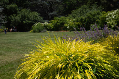 Close-up of yellow flowering plants in park
