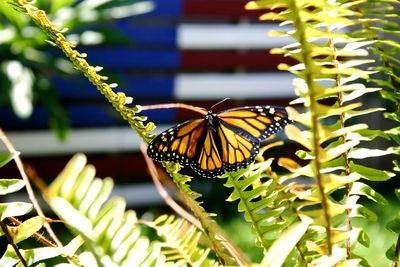 Close-up of butterfly on flower