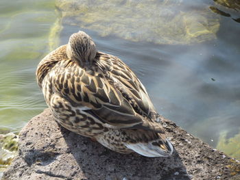 High angle view of bird on rock by lake