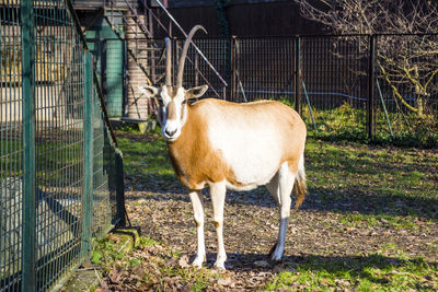 Horse standing in a zoo