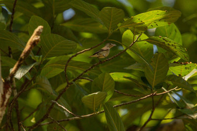 Close-up of fresh green leaves on tree