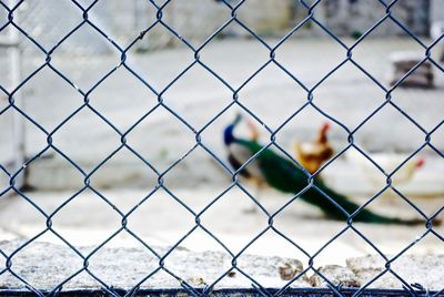 Close-up of chainlink fence