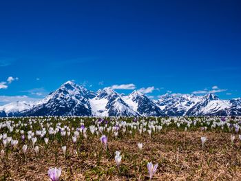 Scenic view of snowcapped mountains against blue sky