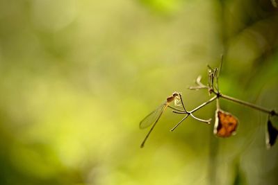Close-up of insect on plant