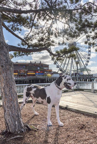 Dog standing in front of a tree