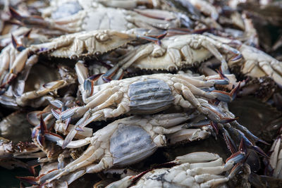 Full frame shot of crabs for sale at market