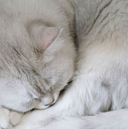 Close-up of cat sleeping