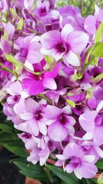 Close-up of pink flowers