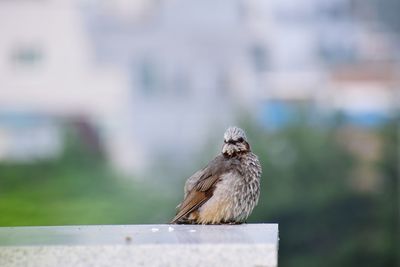 Close-up of bird perching on railing