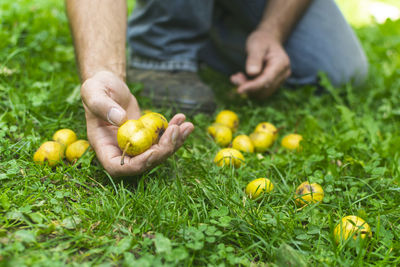 Midsection of person holding yellow flowering plant on field