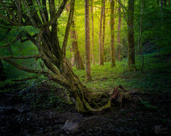 Trees in forest