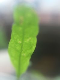 Close-up of plant