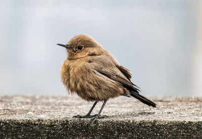 Close-up of bird perching on field