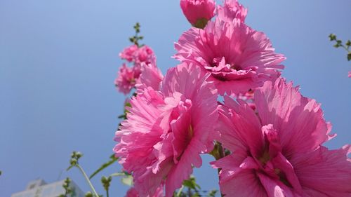 Low angle view of pink flowers blooming against sky