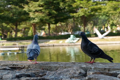 Bird perching on rock by lake