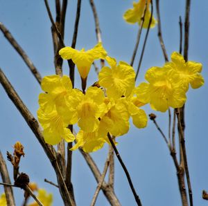 Close-up of yellow flowering plant against clear sky