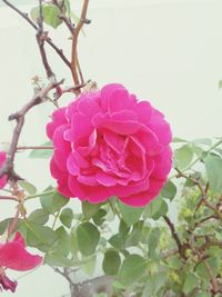 Close-up of pink flowers blooming on tree