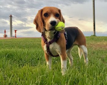 Portrait of beagle carrying tennis ball on mouth on grassy field against sky