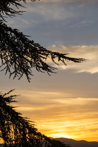 Low angle view of silhouette tree against sky during sunset