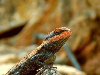 This is a chameleon, found in a wildlife reserve. it changes its colour to hide from its prey.