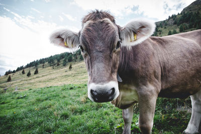 Portrait of cow standing on field against sky