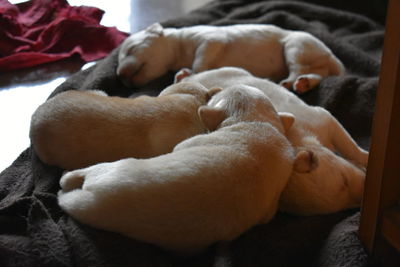 Close-up of dog sleeping on bed