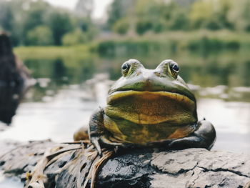 Close-up of frog on rock