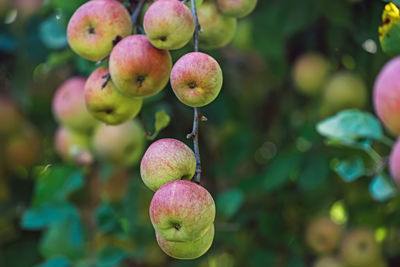 fruit