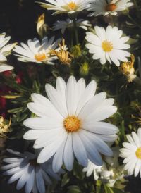 Close-up of white daisy flower