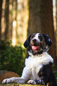 Close-up of dog