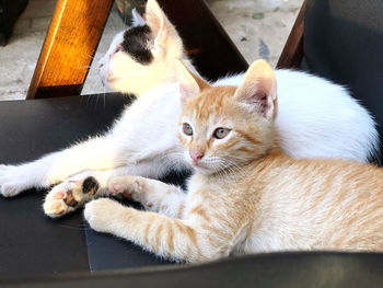 A cat enjoying life with his mom 