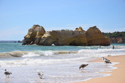 Seagulls on beach