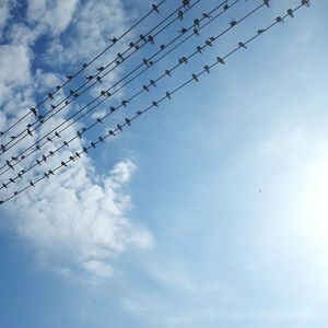 Low angle view of birds flying against sky