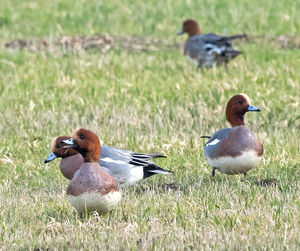 Mallard duck on field