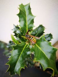 Close-up of insect on plant