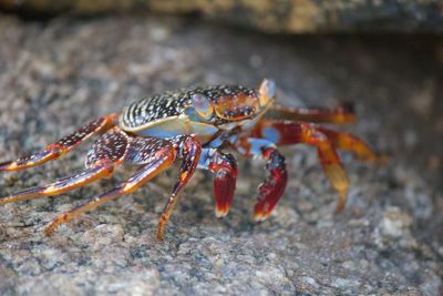 Close-up of insect on rock