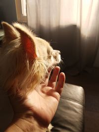 Close-up of hand feeding cat