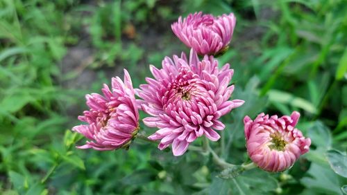 Close-up of pink flowering plant