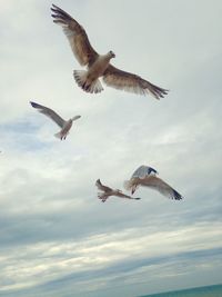 Low angle view of seagulls flying against sky