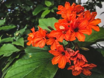 Close-up of red hibiscus blooming outdoors