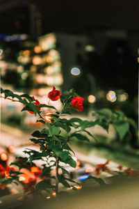 Close-up of red rose on plant