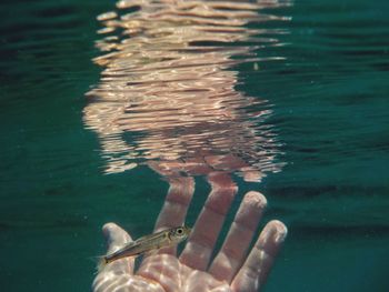 Hand protecting a fish 